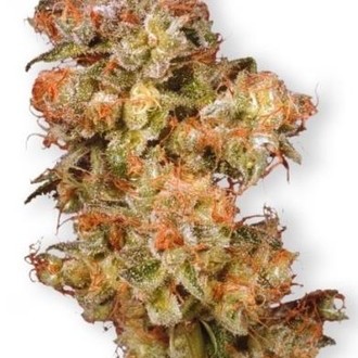 Snow Bud (Dutch Passion) Feminisoidut