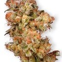 Snow Bud (Dutch Passion) Feminisoidut