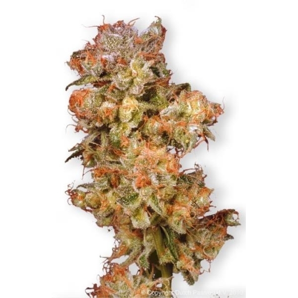 Snow Bud (Dutch Passion) Feminisoidut