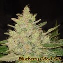 Blueberry Ghost OG (Original Sensible) Feminisoidut