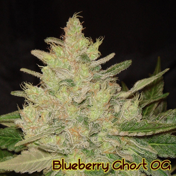 Blueberry Ghost OG (Original Sensible) Feminisoidut