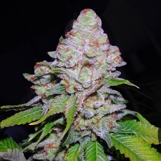 White Berry (VIP Seeds) feminisoidut kannabiksen siemenet