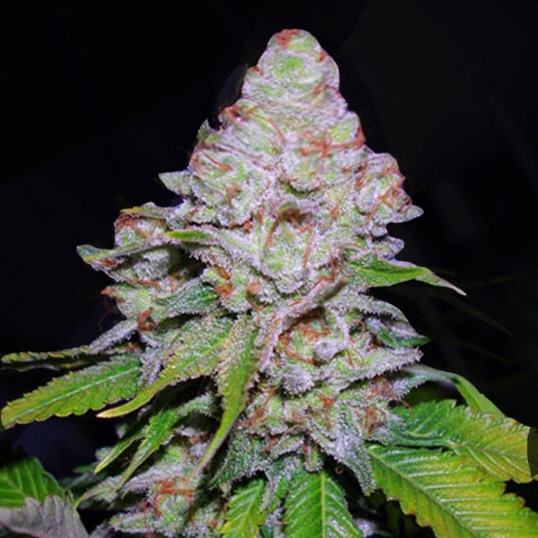 White Berry (VIP Seeds) Feminisoidut