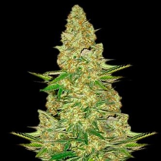 Power VIP (VIP Seeds) feminisoidut