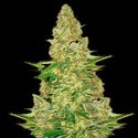 Power VIP (VIP Seeds) Feminisoidut
