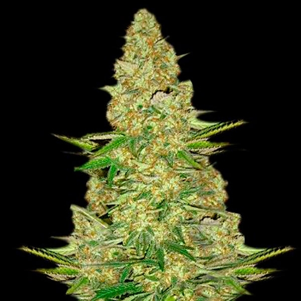 Power VIP (VIP Seeds) Feminisoidut