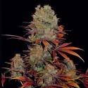 Landysh (VIP Seeds) Feminisoidut