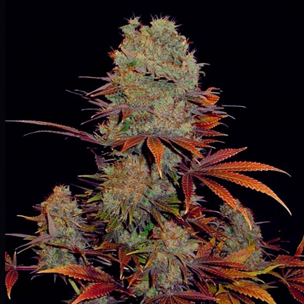 Landysh (VIP Seeds) Feminisoidut