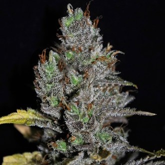 Viagrra (VIP Seeds) Feminisoidut