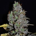 Viagrra (VIP Seeds) Feminisoidut