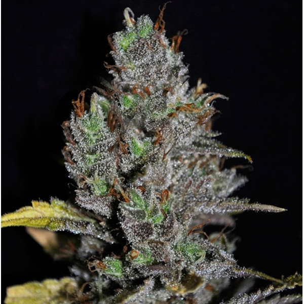 Viagrra (VIP Seeds) Feminisoidut