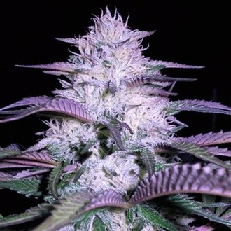 Currant Kush (VIP Seeds) Feminisoidut