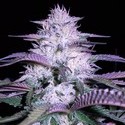 Currant Kush (VIP Seeds) Feminisoidut