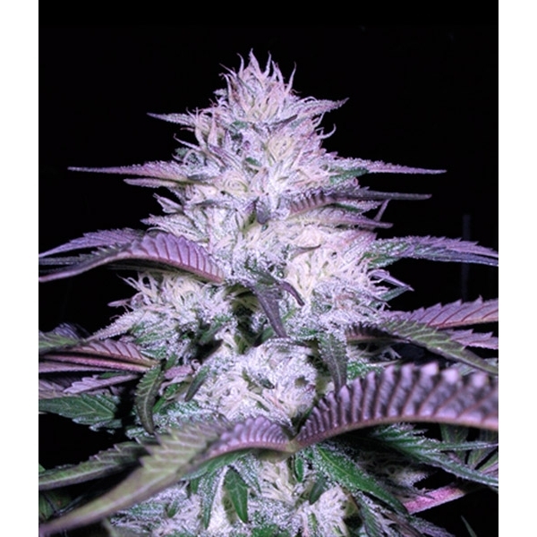 Currant Kush (VIP Seeds) Feminisoidut