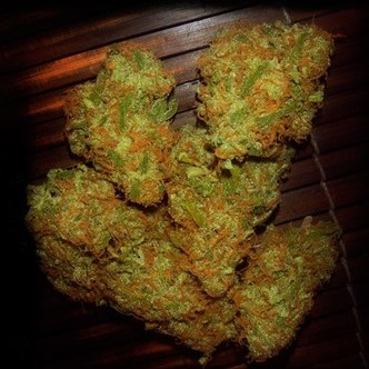 Amnesia VIP (VIP Seeds) feminisoitu
