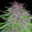Erdpurt (ACE Seeds) Feminisoidut