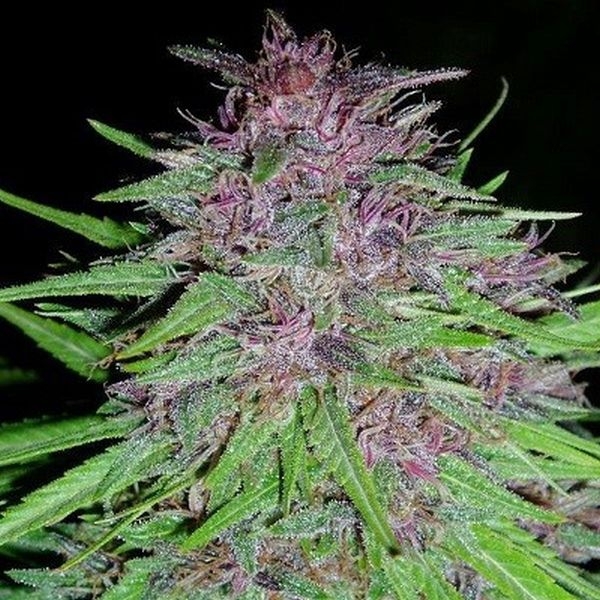 Erdpurt (ACE Seeds) Feminisoidut