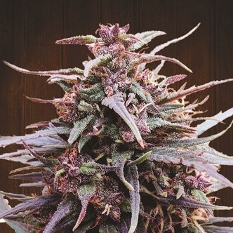 Purple Haze x Malawi (ACE Seeds) feminisoidut