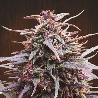 Purple Haze x Malawi (ACE Seeds) Feminisoidut