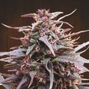 Purple Haze x Malawi (ACE Seeds) Feminisoidut