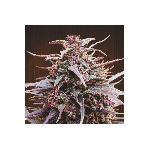 Purple Haze x Malawi (ACE Seeds) Feminisoidut