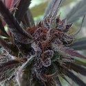 Haze x Kali China (ACE Seeds) Feminisoidut