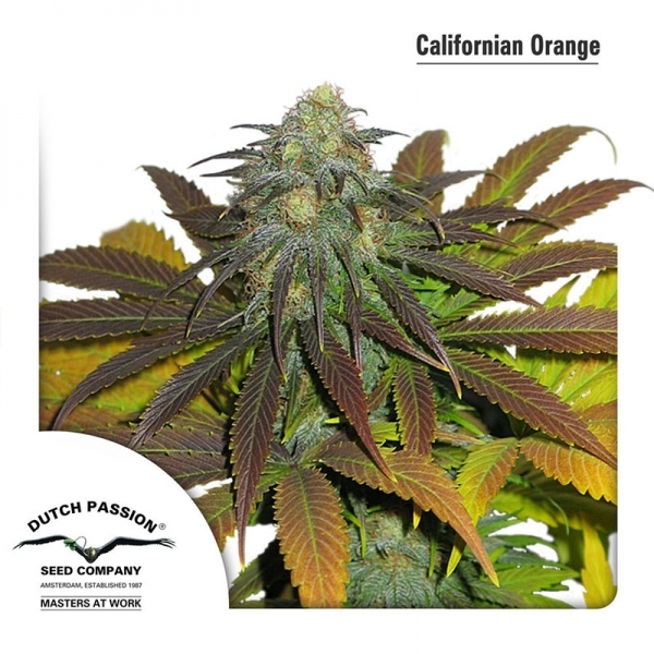 Californian Orange (Dutch Passion) Feminisoidut