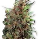 Californian Orange (Dutch Passion) Feminisoidut