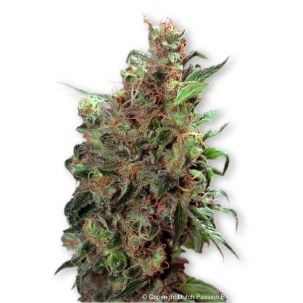 Californian Orange (Dutch Passion) Feminisoidut