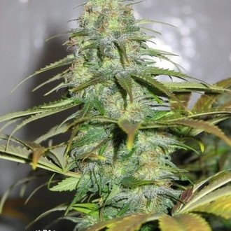 Californian Orange (Dutch Passion) Feminisoidut