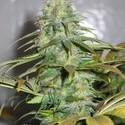 Californian Orange (Dutch Passion) Feminisoidut