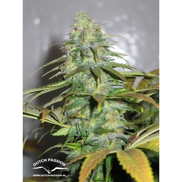 Californian Orange (Dutch Passion) Feminisoidut