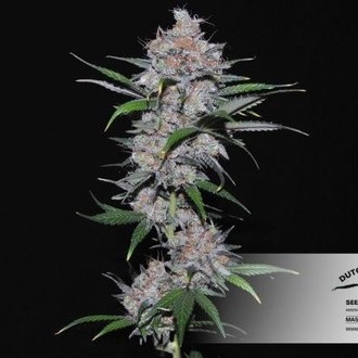Californian Orange (Dutch Passion) Feminisoidut