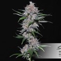 Californian Orange (Dutch Passion) Feminisoidut