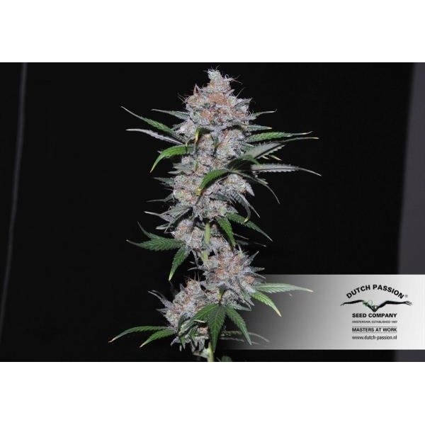 Californian Orange (Dutch Passion) Feminisoidut
