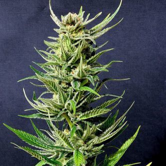 Karibbean Mango (Kannabia) feminisoidut kannabiksen siemenet