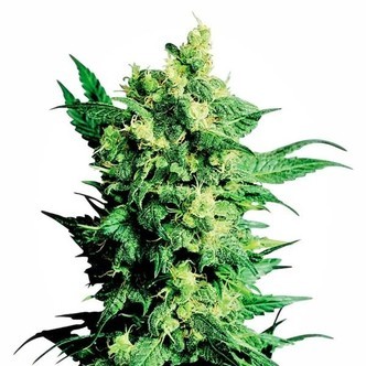 Shiva Shanti 2 (Sensi Seeds) tavallinen