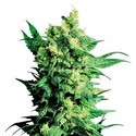 Shiva Shanti 2 (Sensi Seeds) tavallinen