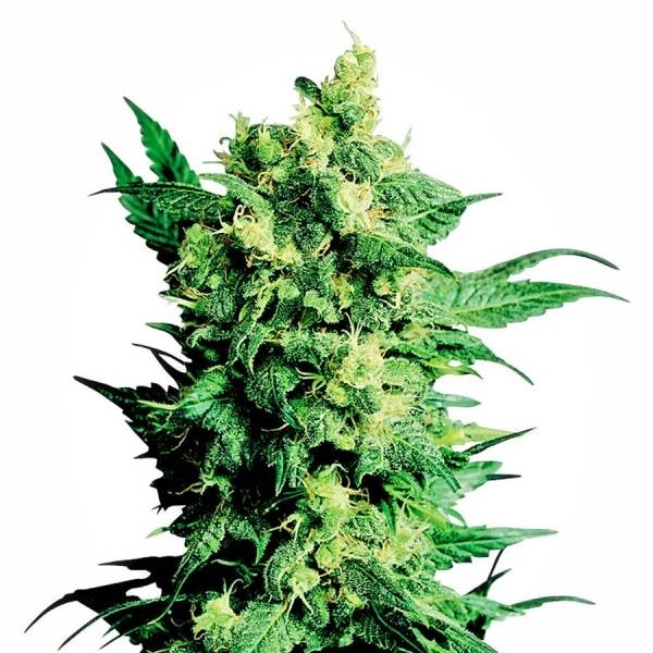 Shiva Shanti 2 (Sensi Seeds) tavallinen