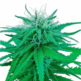Ruderalis Indica (Sensi Seeds) tavallinen