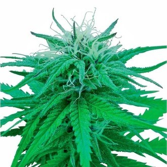 Ruderalis Indica (Sensi Seeds) tavallinen