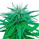Ruderalis Indica (Sensi Seeds) tavallinen