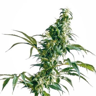 Mexican Sativa (Sensi Seeds) tavallinen/feminisoitu