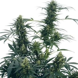 Guerrilla's Gusto (Sensi Seeds) tavallinen