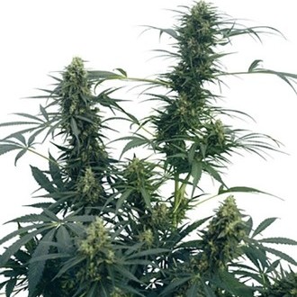 Guerrilla's Gusto (Sensi Seeds) tavallinen