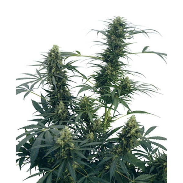 Guerrilla's Gusto (Sensi Seeds) tavallinen