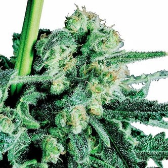 Sensi Skunk (Sensi Seeds) tavallinen