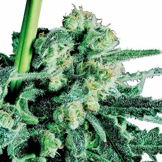 Sensi Skunk (Sensi Seeds) tavallinen