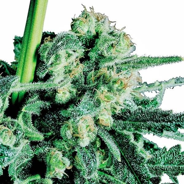 Sensi Skunk (Sensi Seeds) tavallinen