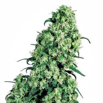 Skunk 1 (Sensi Seeds) tavallinen